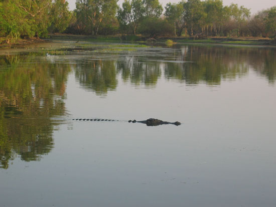 crocodile d eau douce - fresh water crocodile (1)